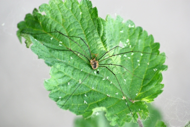Phalangium opilio dal Parco del Ticino